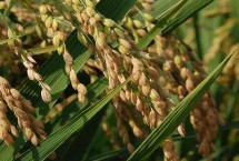 泰优3216水稻种子特征特性 每亩有效穗数15.5万穗