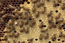 蜂螨用什么药 可用触杀剂、熏蒸剂或熏烟剂