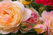 养殖香水月季的要点 春秋季节要注意增加浇水频率