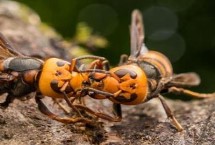 最厉害的10种蜂排行 杀人蜂排名第一