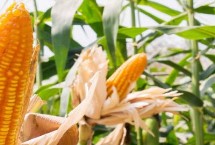 春糯15玉米种子特点 鲜食糯玉米品种