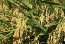 镇稻36号水稻品种的特性 每亩有效穗23.3万