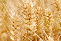 喜丰58小麦品种简介 10月12日以后播种