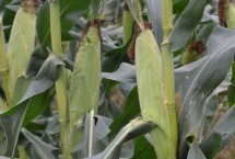 沃玉835玉米种子简介 适宜密度为5000株/亩左右