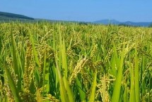 内6优2348水稻种简介 每亩有效穗数15万穗