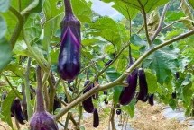 茄子的适宜种植时间 初春和初秋都可以
