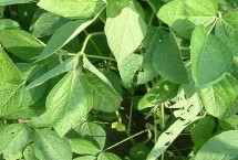 苏新6号大豆品种简介 每亩定植1.6万株左右