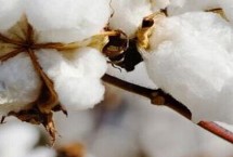 中棉所99001棉花品种简介 及时防治虫害