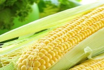 S158玉米种子简介 4月下旬-5月上旬播种