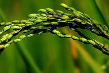 天源稻816水稻品种的特性 插秧密度30×15-20厘米