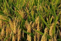 胜优088水稻种子介绍 中抗稻瘟病