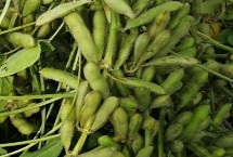 蒙豆160大豆种子特征特性 中低肥力地块亩保苗0—1万株