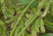 晋豆54号大豆种子特点 适宜播期5月上旬