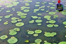 芡实的种植时间 主要集中在3月中旬至4月上旬