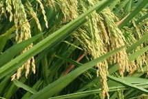 徽粳804水稻种子特点 在重病区需强化稻瘟病防治