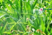 DK1777玉米品种简介 辽宁省春播生育期131天
