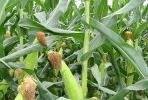 绿糯7玉米种子介绍 鲜食糯玉米品种