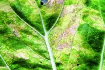 大白菜黄叶病的原因 主要由芥属黄萎镰孢霉菌引起