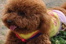 贵宾犬和泰迪犬的区别 贵宾泛指深色毛、体型较小的贵宾犬