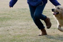 狗狗吃醋的表现 会独自难过、默默离开等