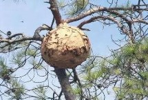 什么情况下马蜂会蛰人 蜂巢和领地受到侵犯时会主动攻击