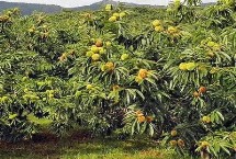 板栗树的种植方法 多以移栽为主