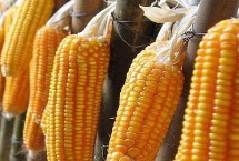 三峡玉25玉米种子介绍 注意防治纹枯病和茎腐病