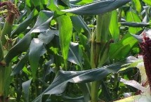 强鑫99玉米种子特点 每亩用15千克尿素