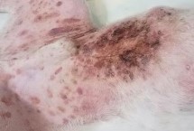 狗狗脓皮症的表现 会有脓疱疹、脓小脓疱及脓性分泌物