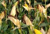丰垦154玉米种子特征特性 注意防治大斑病