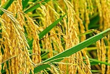 隆两优雅占水稻种子介绍 4月下旬至5月下旬播种