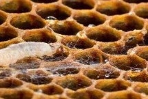 民间用什么方法防治中蜂巢虫 用硫磺蒸熏可起到杀虫效果