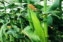 良星579玉米品种的特性 夏播生育期106天