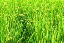 荃两优1606水稻品种简介 全生育期129.5天