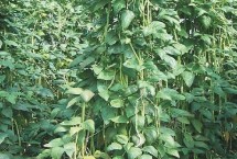 豆角的种植时间 在我国长江以南各地春、夏、秋均可栽培