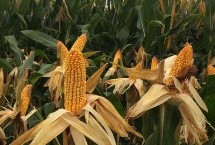 盛世4106玉米种子特点 高抗茎腐病