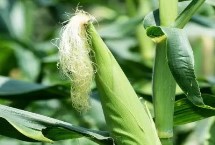 睿玉809玉米种子简介 适宜播期6月5日至6月15日