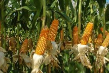 凉单十六号玉米种子特征特性 中抗纹枯病