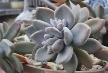 如何把多肉植物养成大个子 改善栽培条件和养好根系等相结合