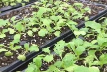 大白菜苗期病害与防治 常见病害有霜霉病、软腐病、黑斑病