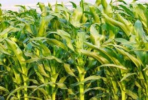 松糯9号玉米种子特征特性 4月下旬至5月上旬播种