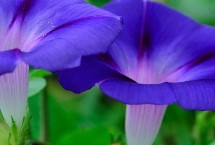 牵牛花的种植技术 一般在春夏播种