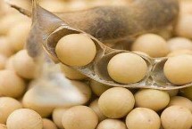 铁豆101大豆品种简介 中抗花叶病毒病3号株系