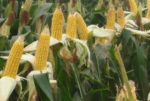 龙垦1104玉米品种简介 在适应区4月28日左右播种