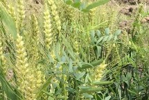 源育501小麦种子介绍 足墒播种
