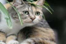 猫咪走路走不稳的原因 可能是关节受伤了或胡子被剪掉了