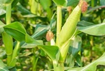 腾龙3405玉米品种简介 防治病虫害
