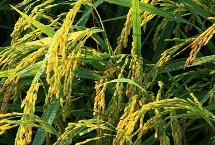 川康优4313水稻种子介绍 籼型三系杂交水稻品种