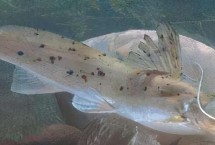 身上有花斑的鲶鱼是什么鱼 可能是土鲶、斑鳠或者沙塘鳢