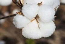 国欣棉32棉花品种简介 爆发年份应及时防治